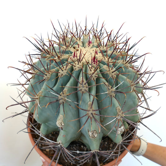 Ferocactus santa-maria X Ferocactus glucescens EXTRA BIG 35Q