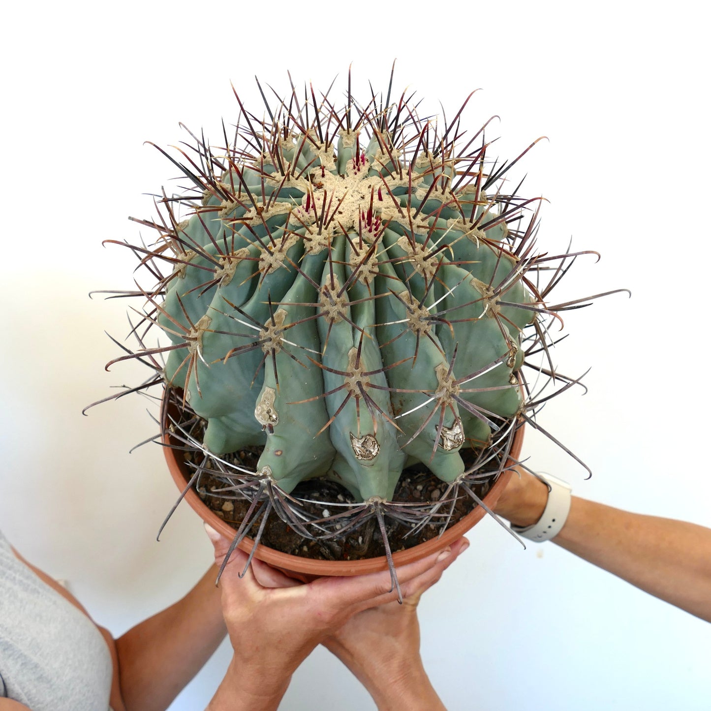 Ferocactus santa-maria X Ferocactus glucescens EXTRA BIG 35Q