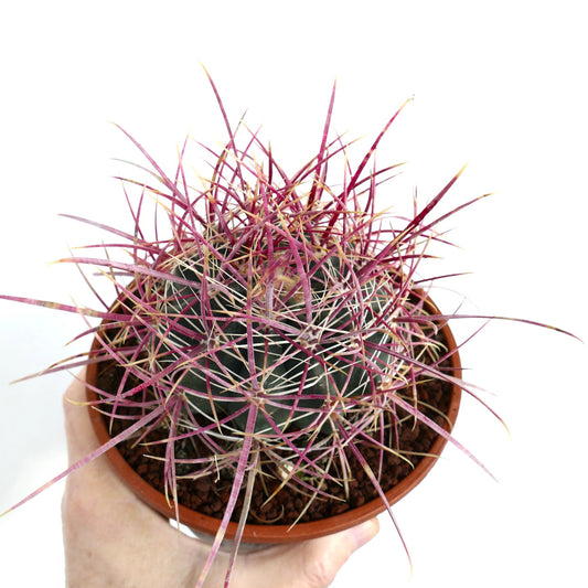 Ferocactus acanthodes