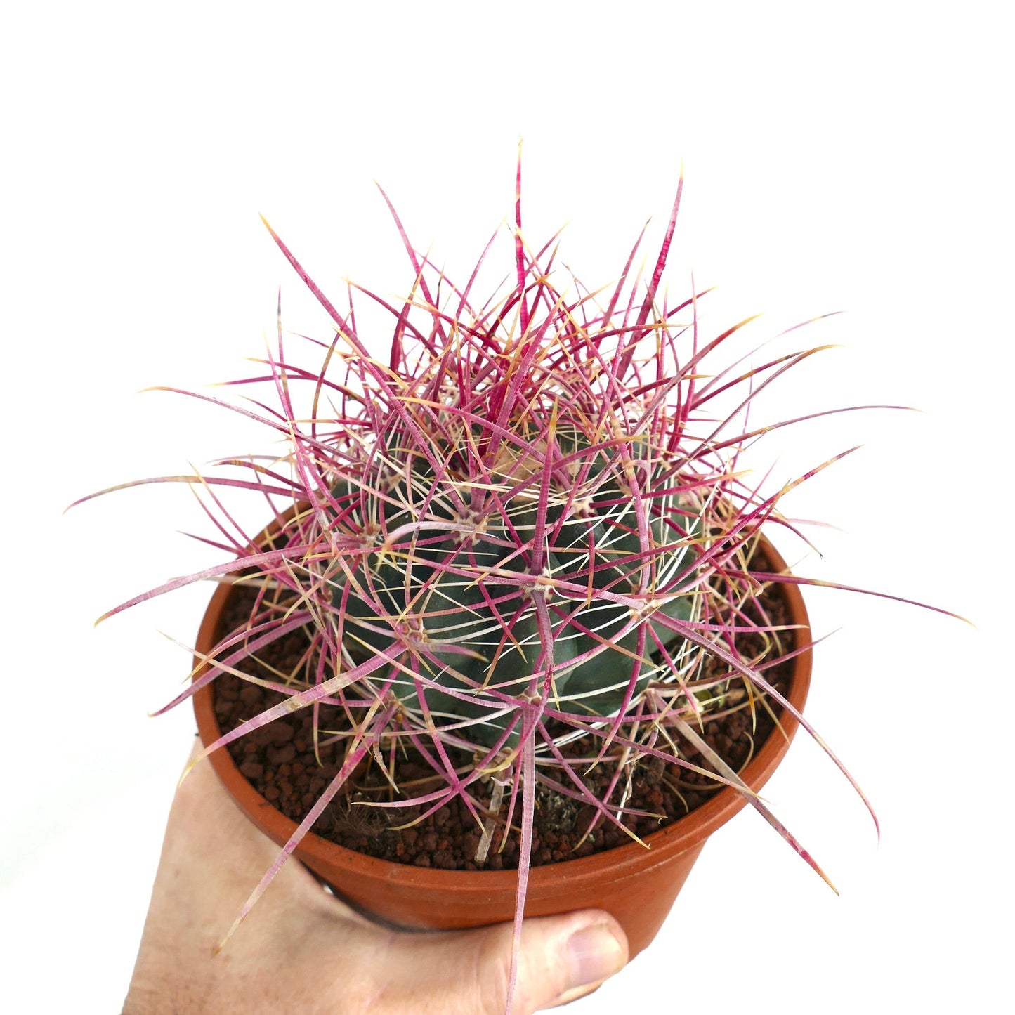 Ferocactus acanthodes