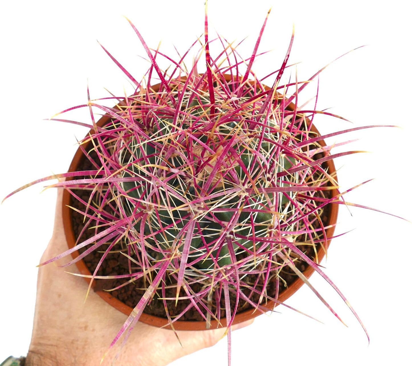 Ferocactus acanthodes