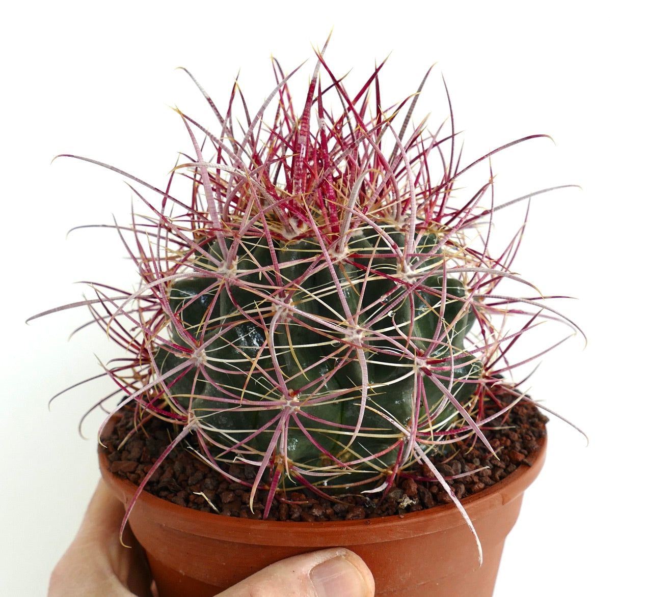 Ferocactus acanthodes SUPER RED SPINES