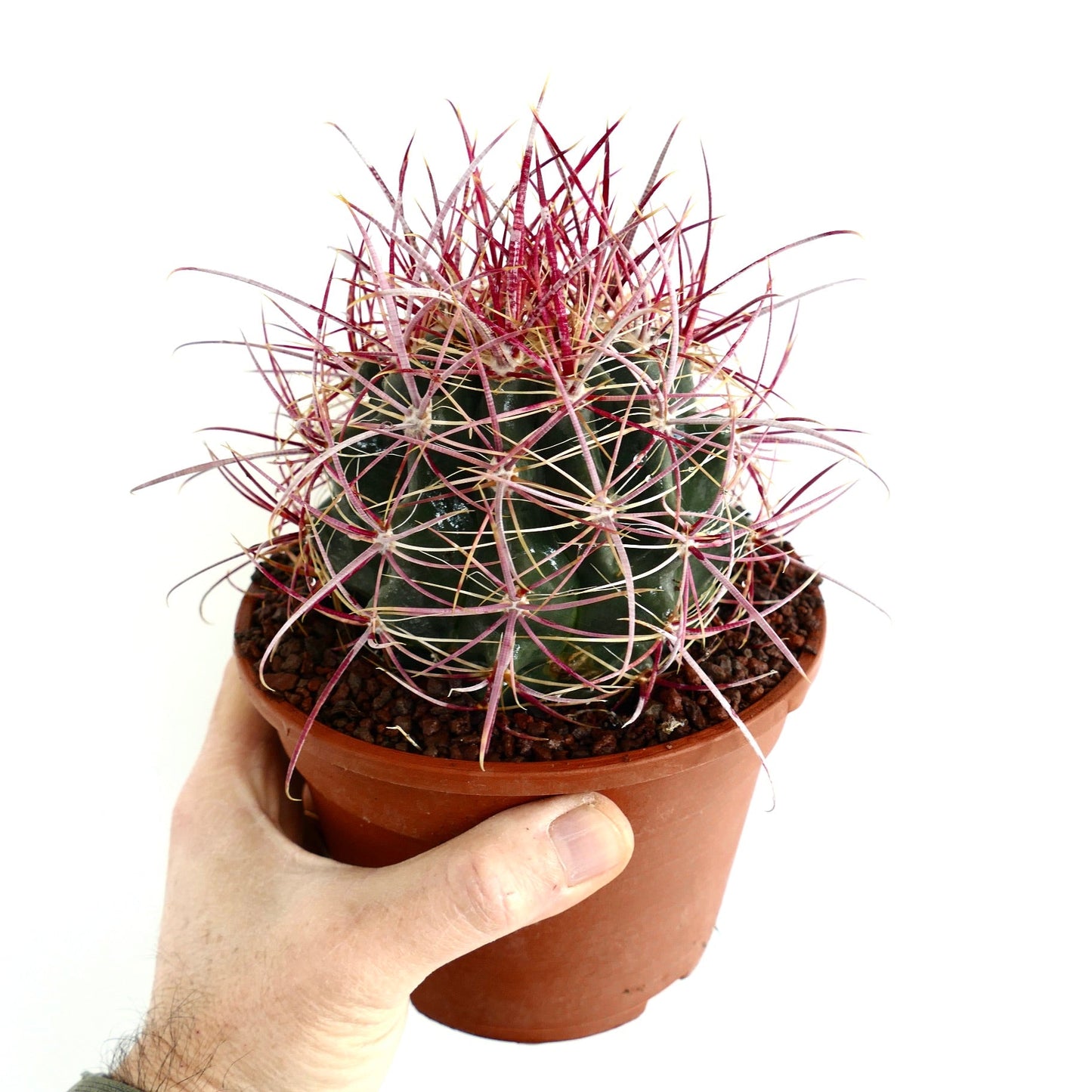Ferocactus acanthodes SUPER RED SPINES