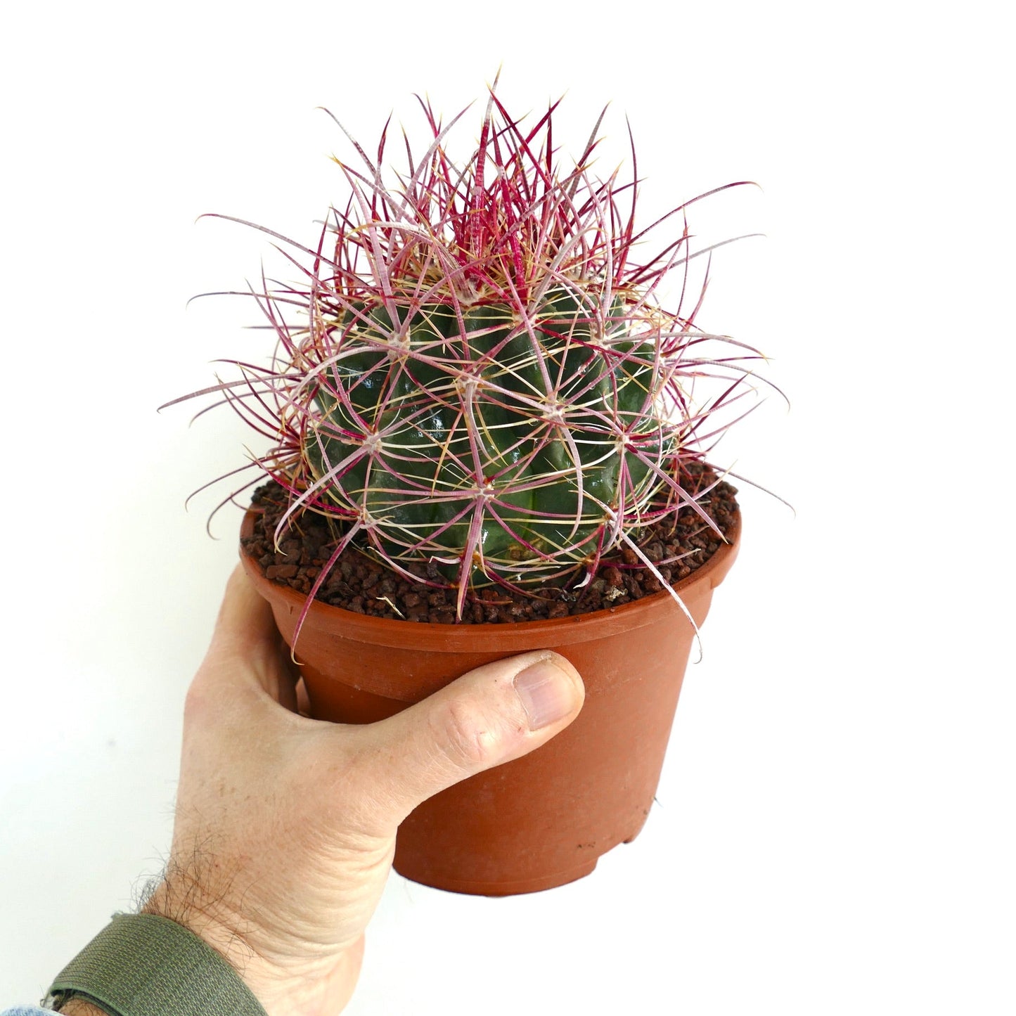 Ferocactus acanthodes SUPER RED SPINES