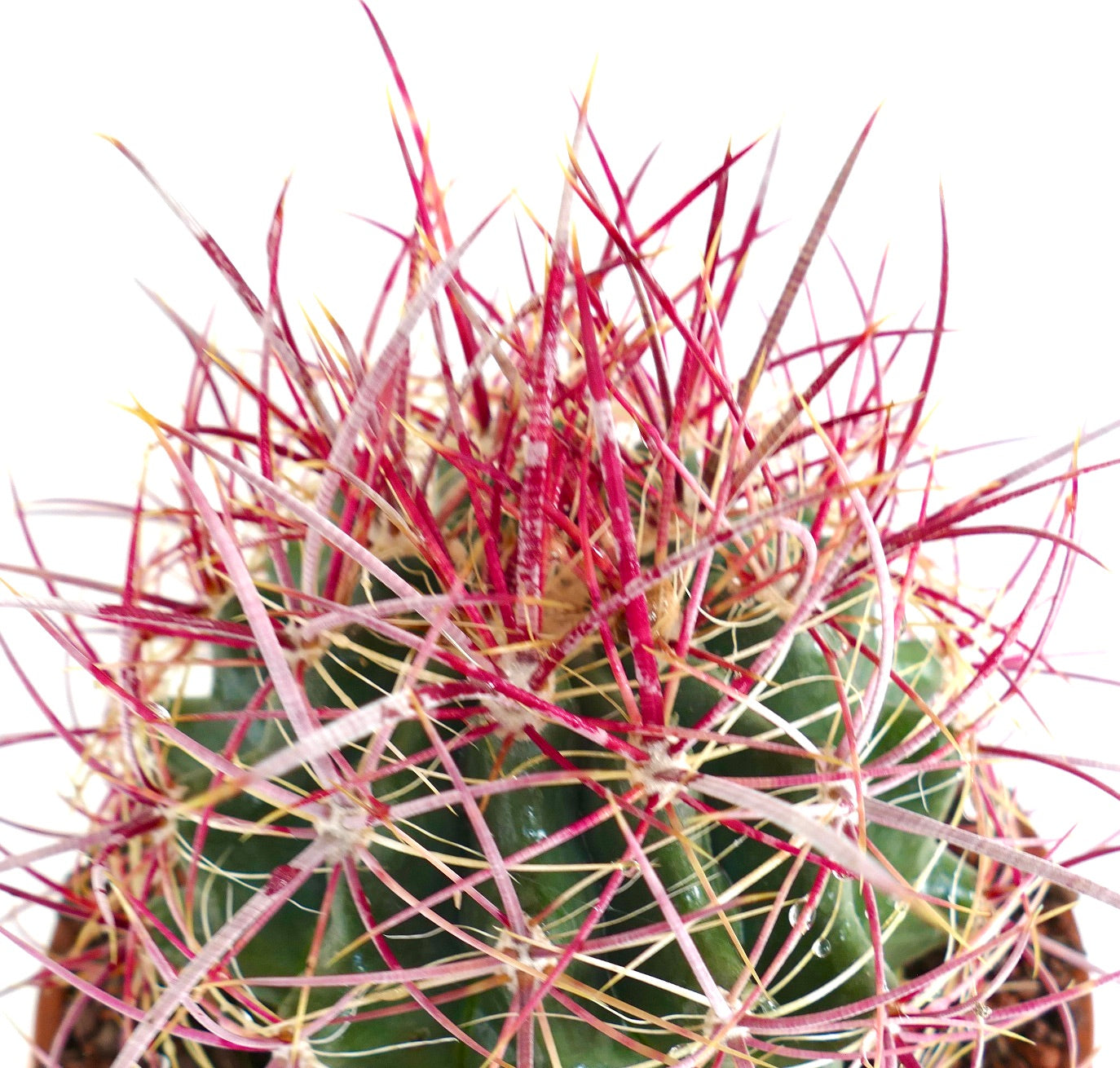 Ferocactus acanthodes SUPER RED SPINES