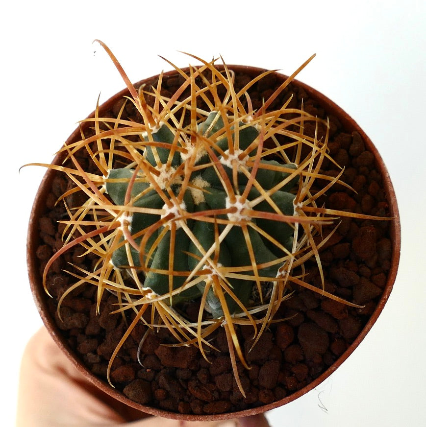 Ferocactus chrysacanthus DARK YELLOW