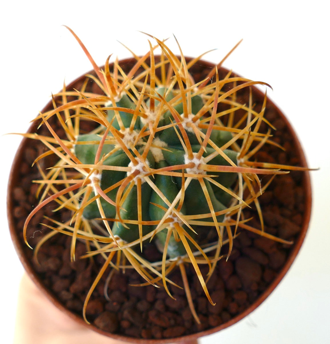 Ferocactus chrysacanthus DARK YELLOW