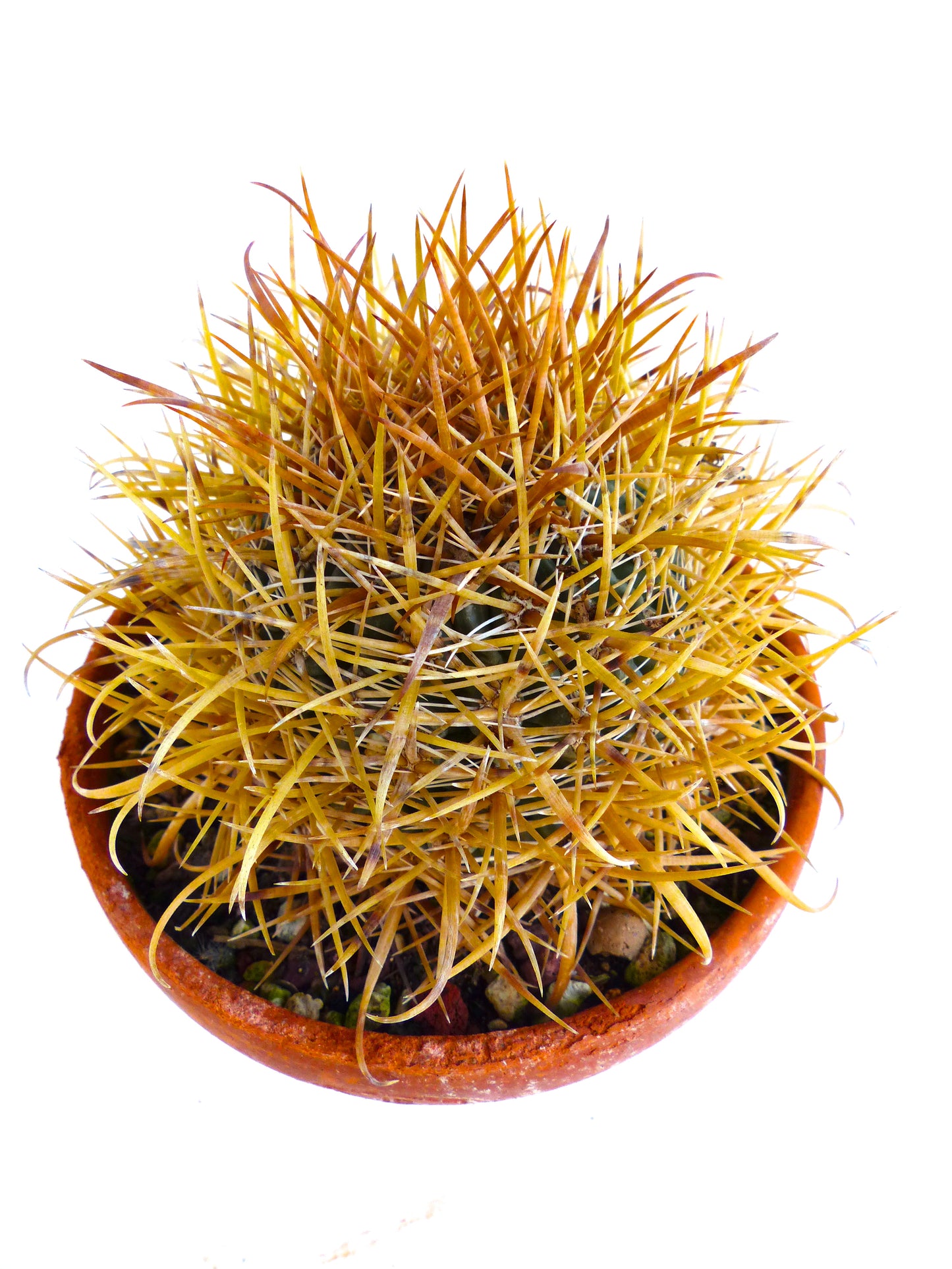 Ferocactus chrysacanthus cactus with dense golden-yellow spines in terracotta pot