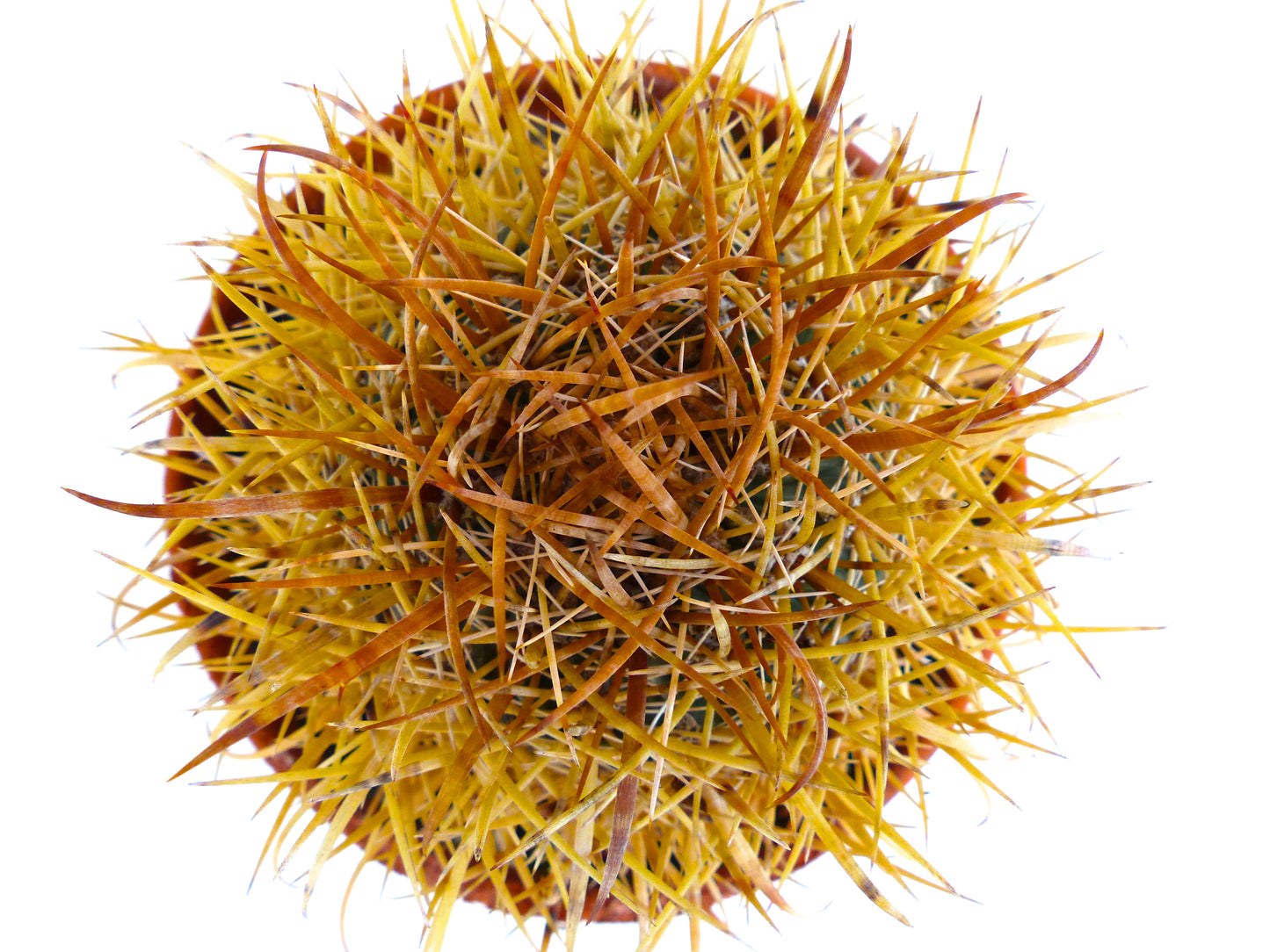 Ferocactus chrysacanthus cactus with dense golden and brown spines in round shape