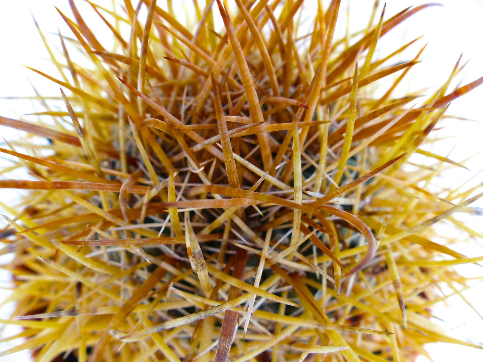 Ferocactus chrysacanthus met dichte gouden stekels en ronde cactuslichaam, close-up weergave