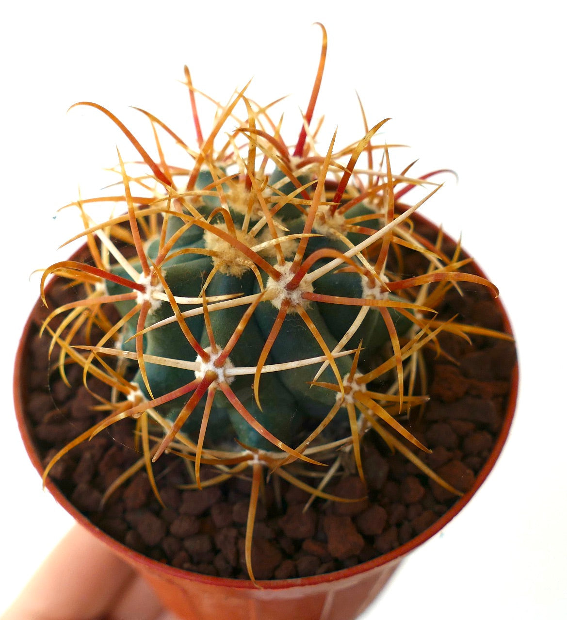 Ferocactus chrysacanthus GOLDEN ORANGE SPINES