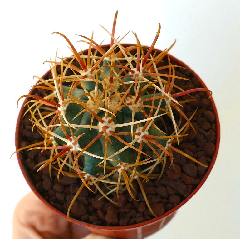 Ferocactus chrysacanthus GOLDEN ORANGE SPINES