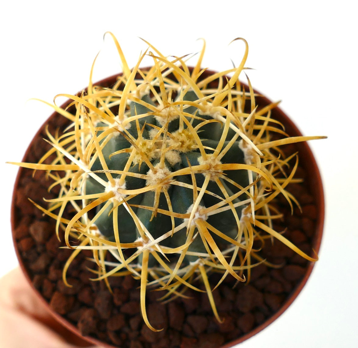 Ferocactus chrysacanthus GOLDEN SELECTED