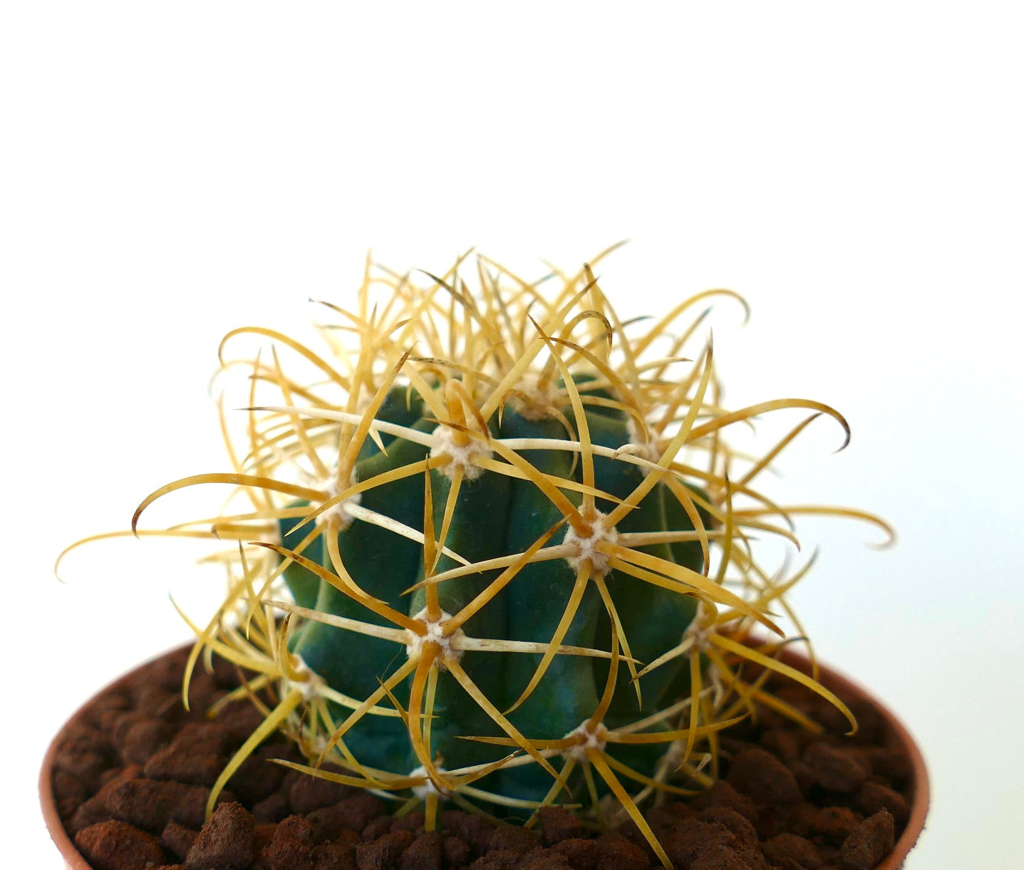 Ferocactus chrysacanthus GOLDEN SELECTED