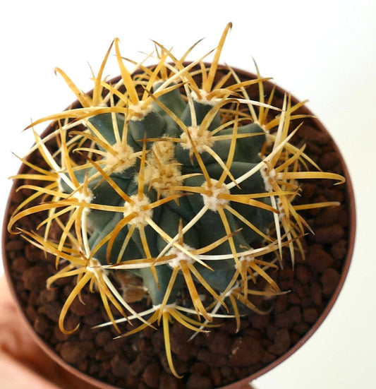 Ferocactus chrysacanthus GOLDEN SELECTED SPINES