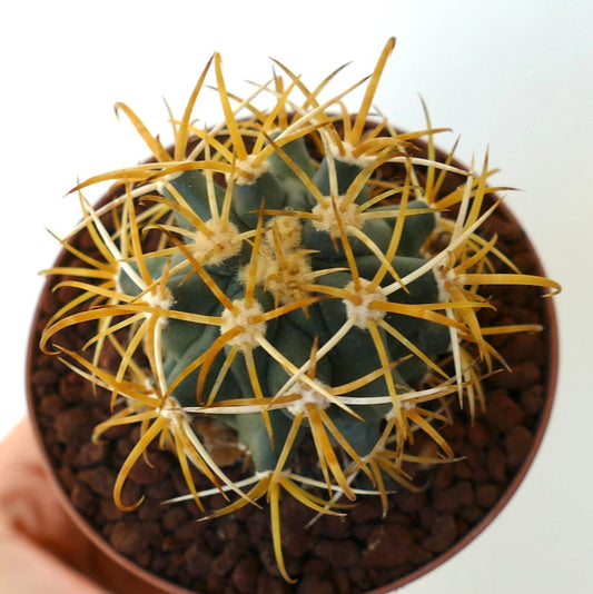 Ferocactus chrysacanthus GOLDEN SELECTED SPINES