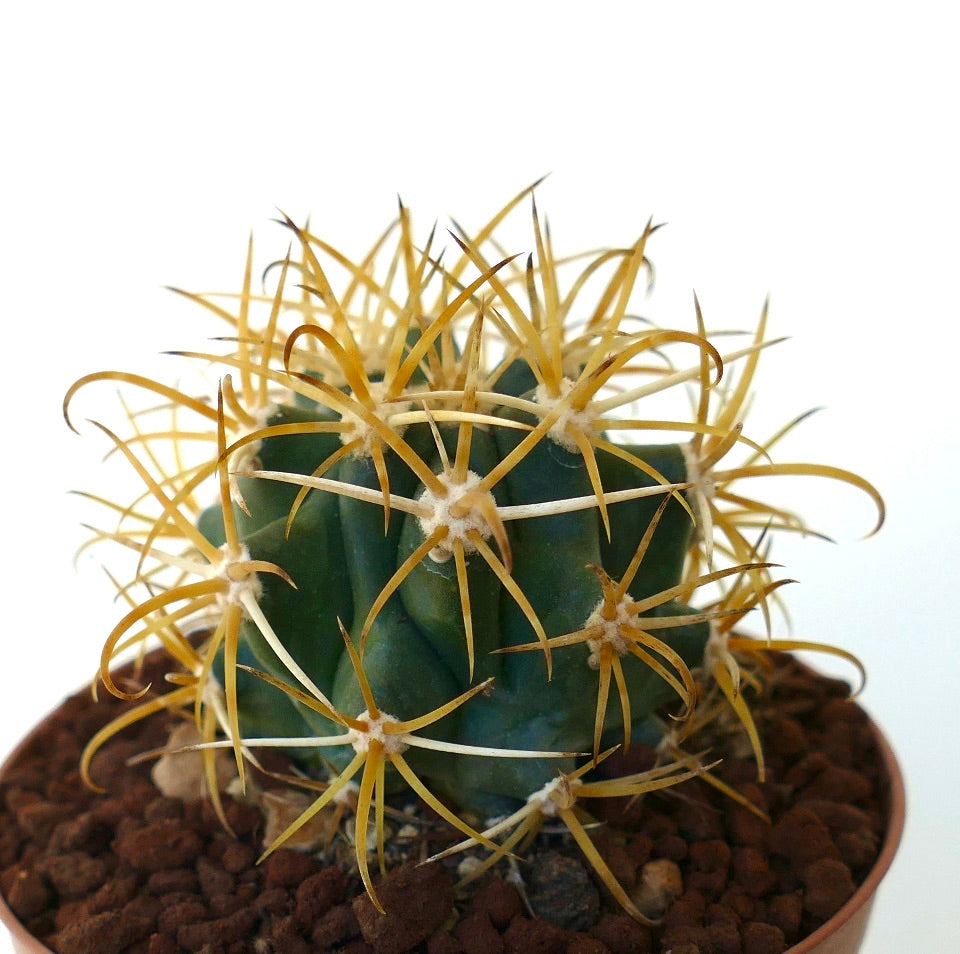 Ferocactus chrysacanthus GOLDEN SELECTED SPINES