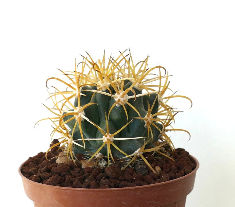Ferocactus chrysacanthus GOLDEN SELECTED SPINES