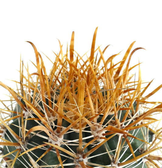 Ferocactus chrysacanthus GOLDEN SPINES