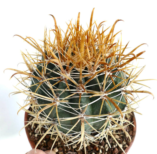Ferocactus chrysacanthus GOLDEN SPINES