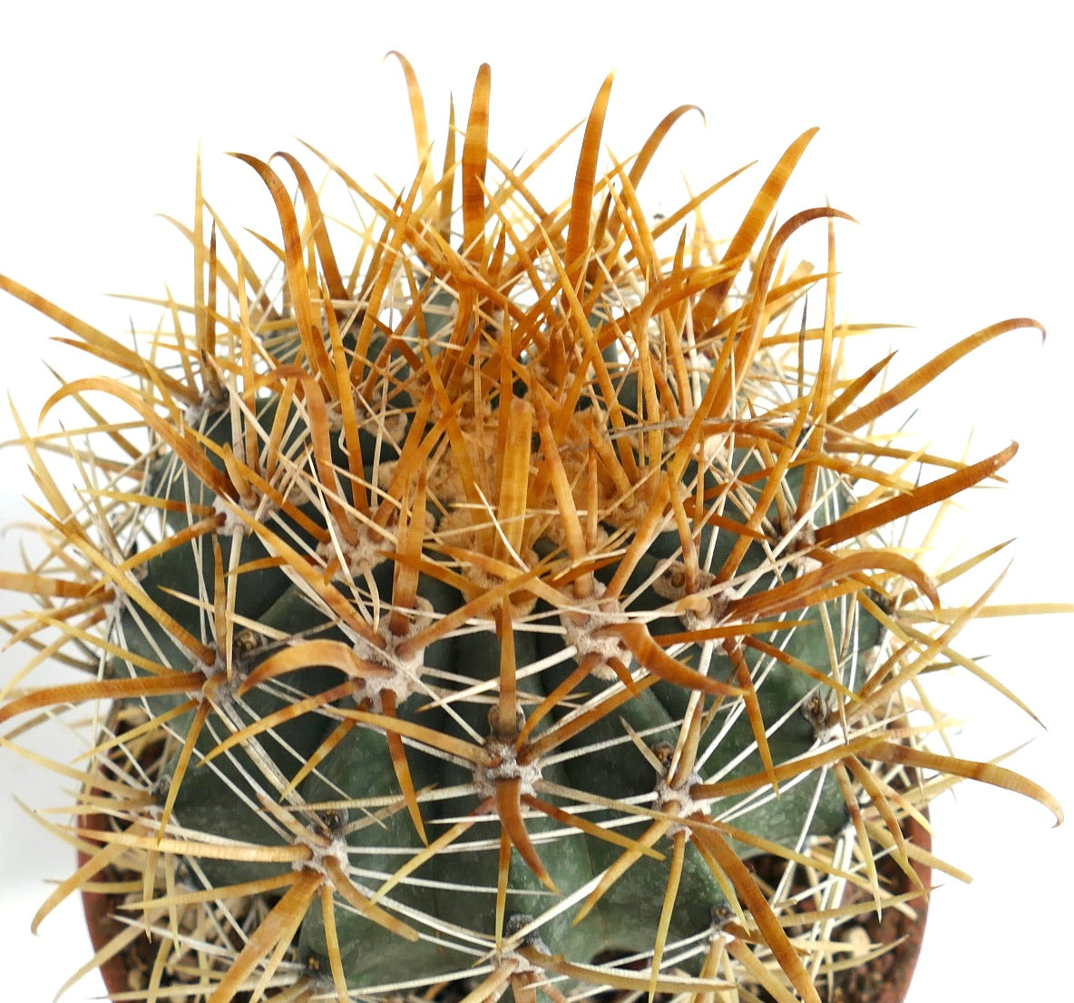 Ferocactus chrysacanthus GOLDEN SPINES