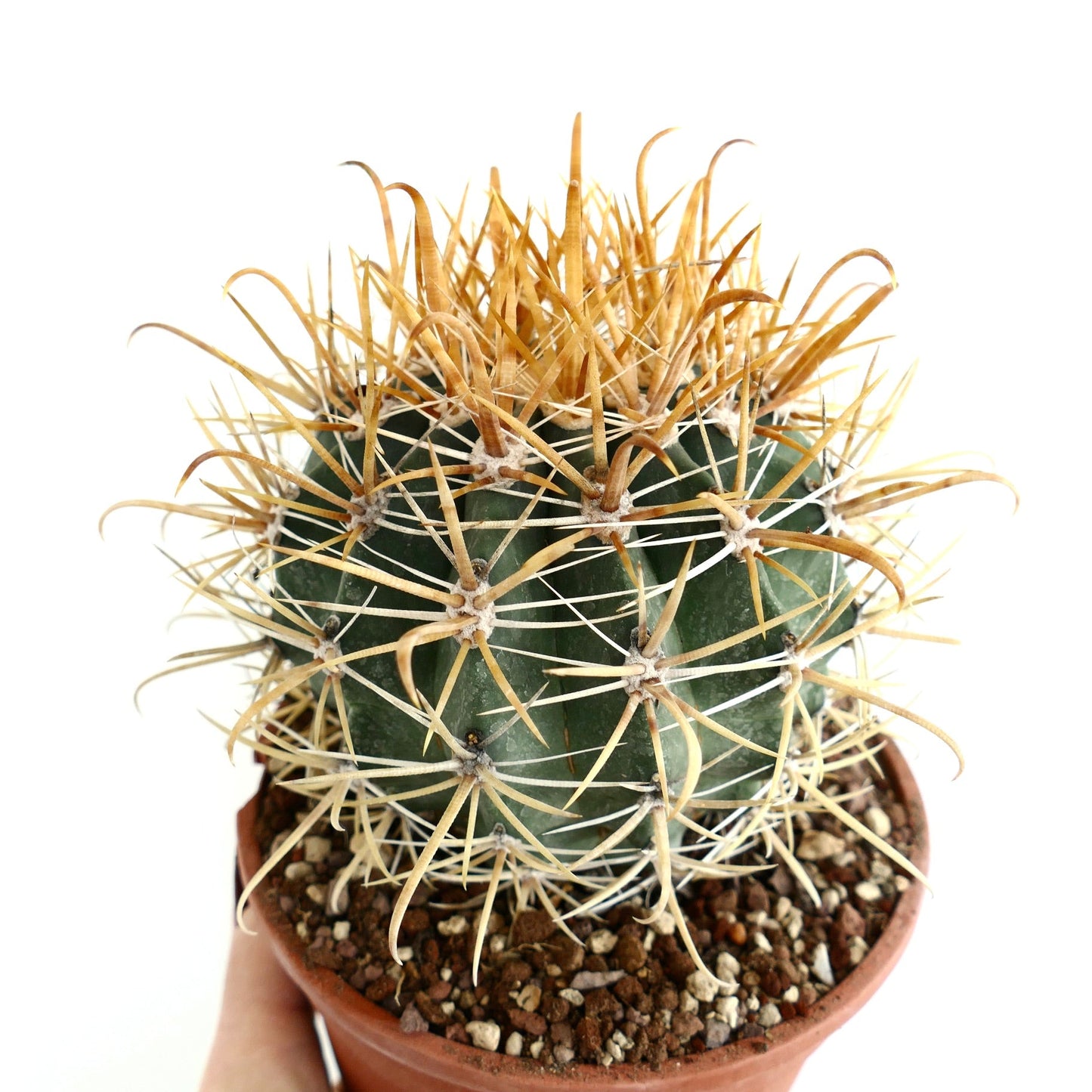 Ferocactus chrysacanthus GOLDEN SPINES