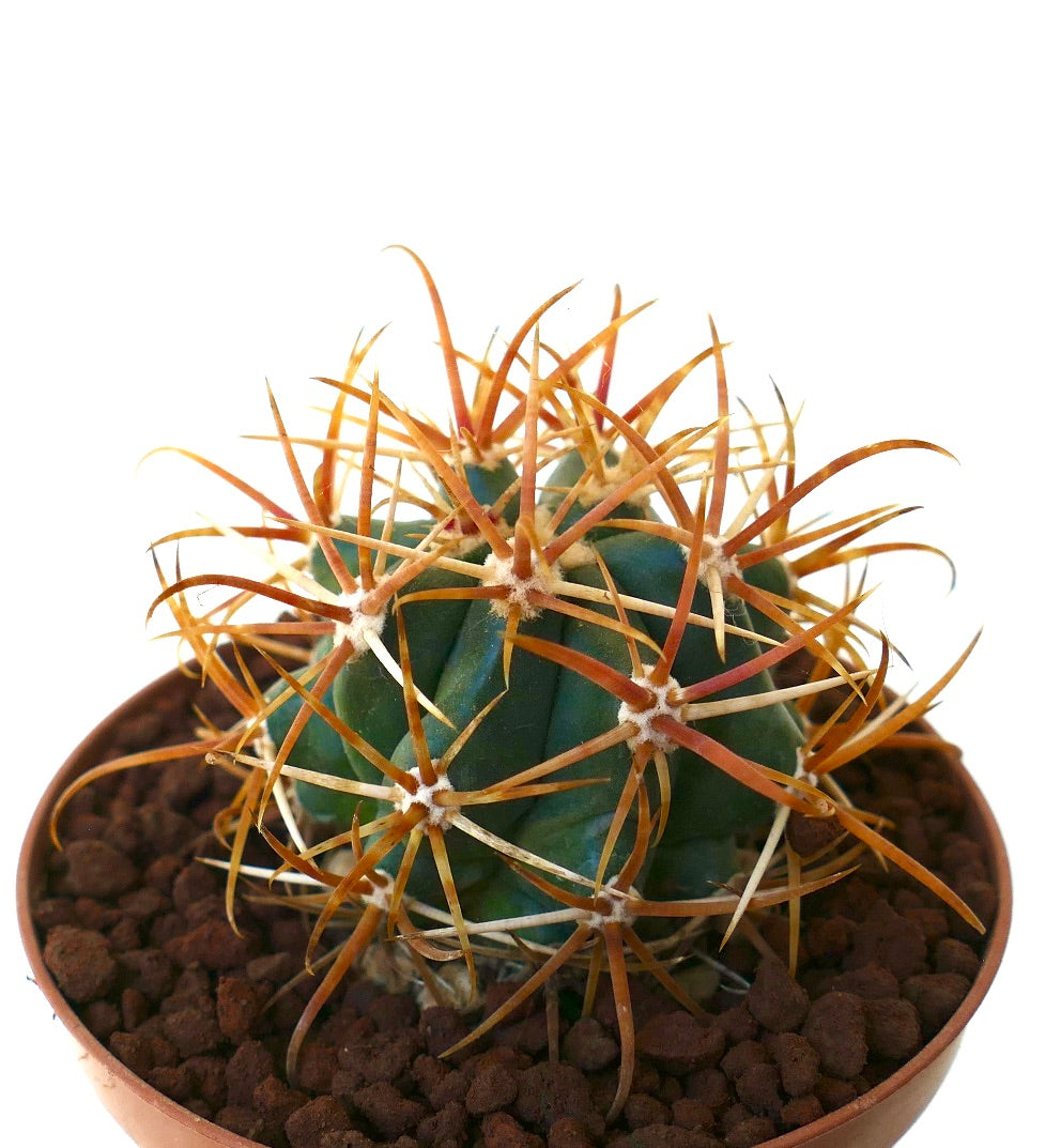 Ferocactus chrysacanthus ORANGE RED SPINES