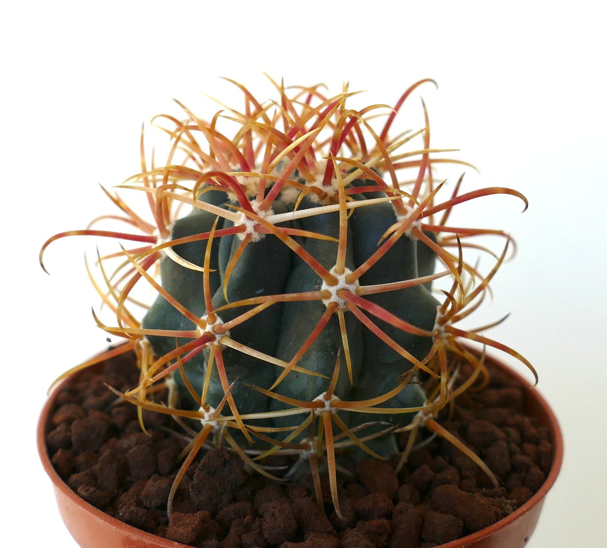 Ferocactus chrysacanthus ORANGE SELECTED 5RT