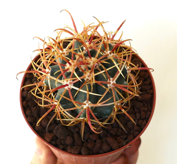 Ferocactus chrysacanthus ORANGE SELECTED 5RT