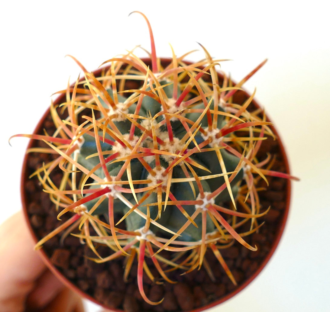 Ferocactus chrysacanthus ORANGE SELECTED 5RT
