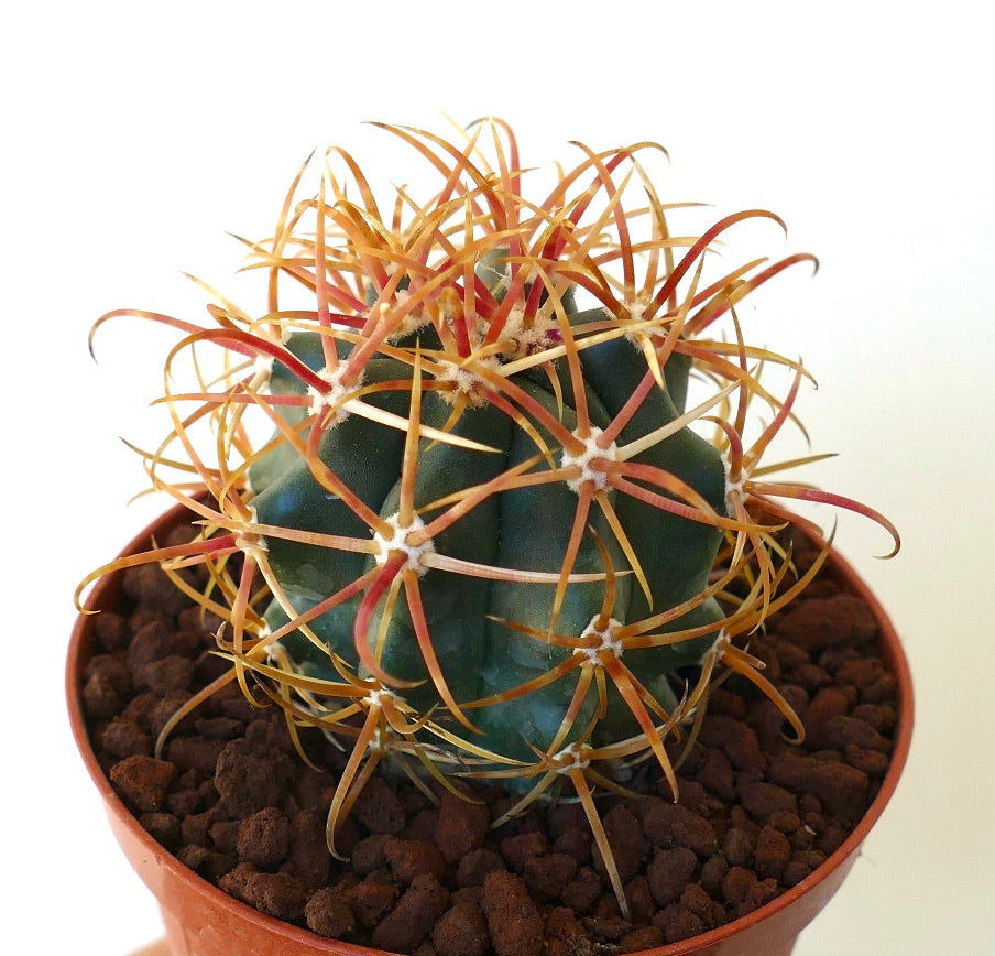 Ferocactus chrysacanthus ORANGE SELECTED 5RT