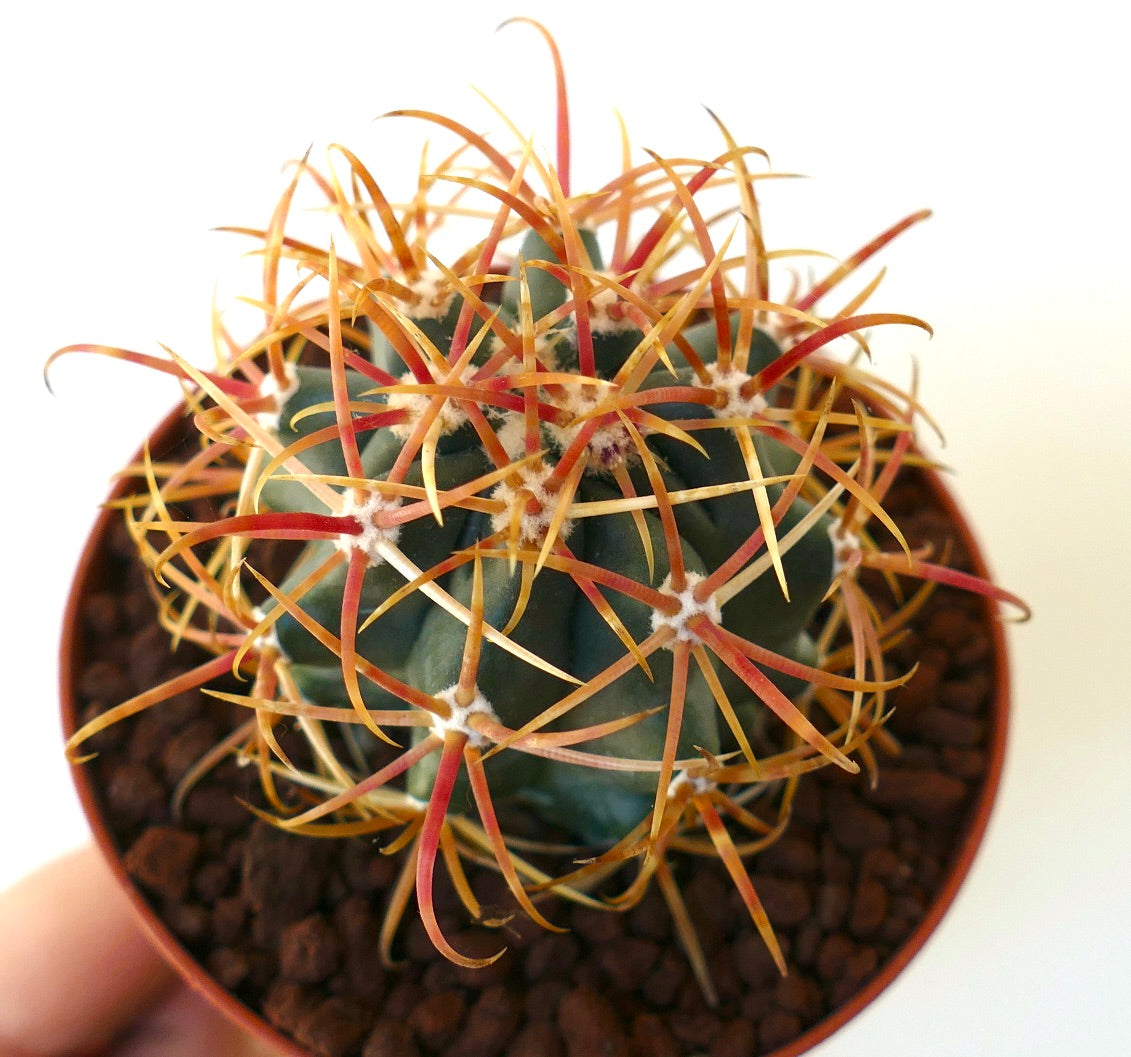Ferocactus chrysacanthus ORANGE SELECTED 5RT