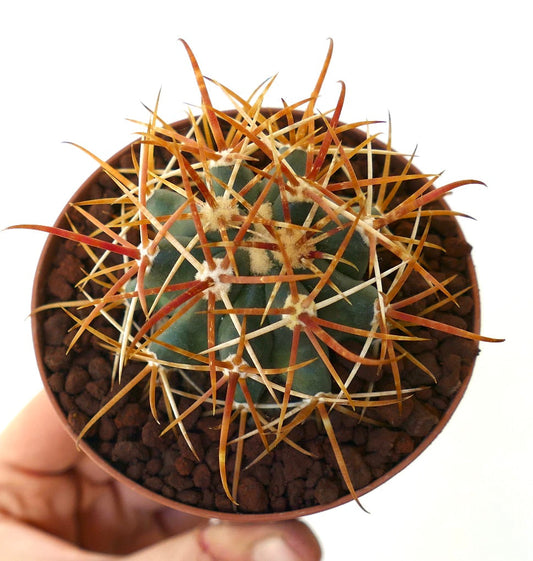 Ferocactus chrysacanthus RED ORANGE SELECTED