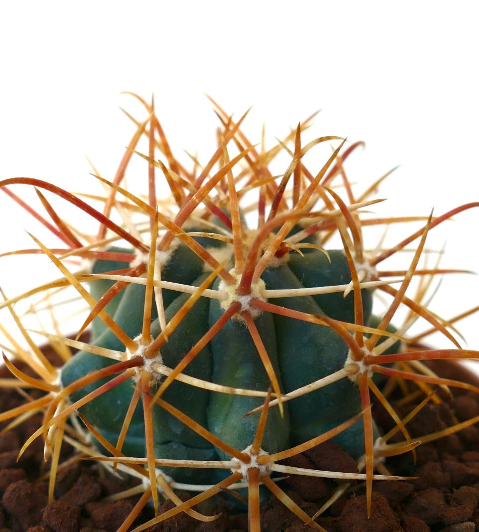 Ferocactus chrysacanthus RED ORANGE SELECTED