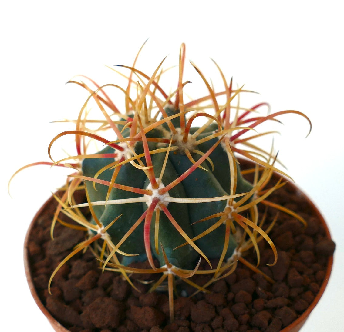 Ferocactus chrysacanthus RED ORANGE SPINES