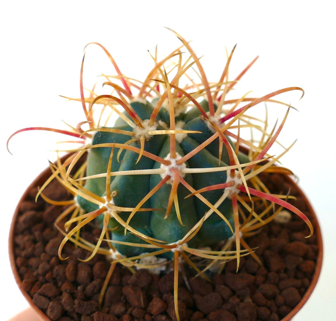 Ferocactus chrysacanthus RED ORANGE SPINES