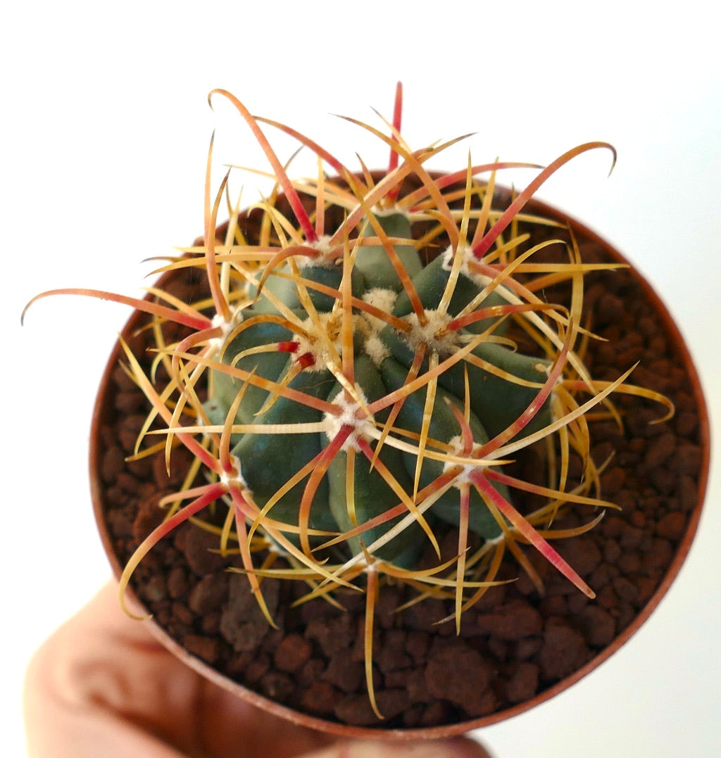 Ferocactus chrysacanthus RED ORANGE SPINES