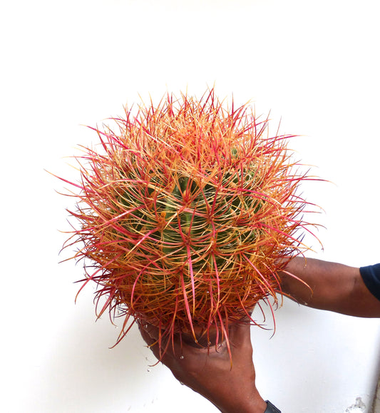 Ferocactus chrysacanthus large succulent cactus with vibrant orange and red spines held by hands