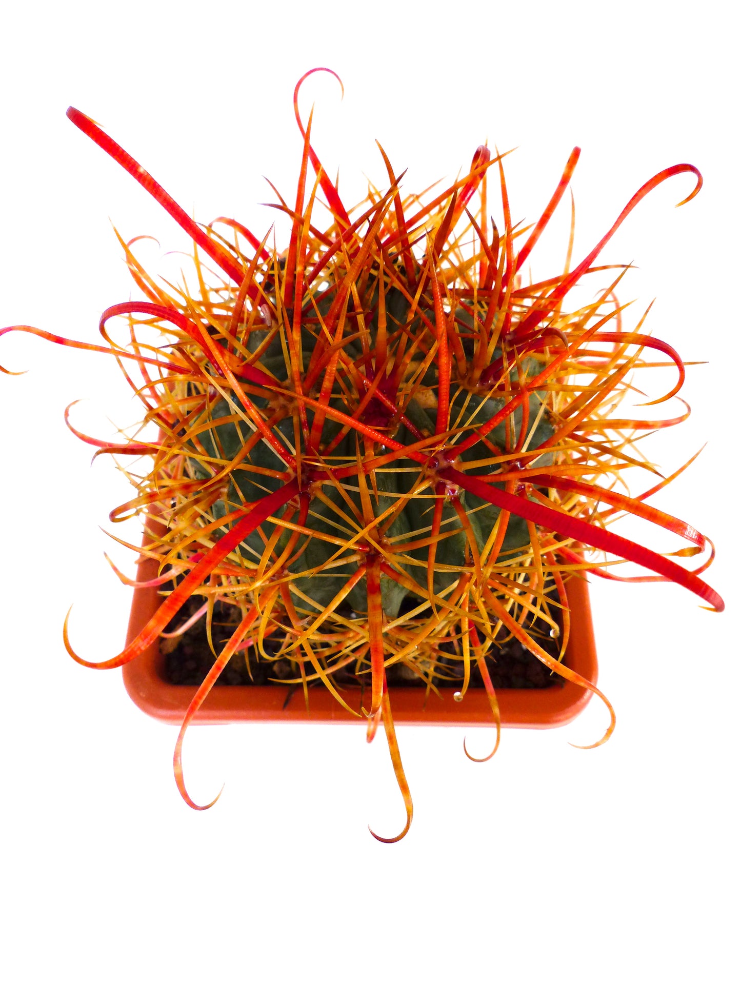 Ferocactus chrysacanthus succulent cactus with long curved orange spines in terracotta pot