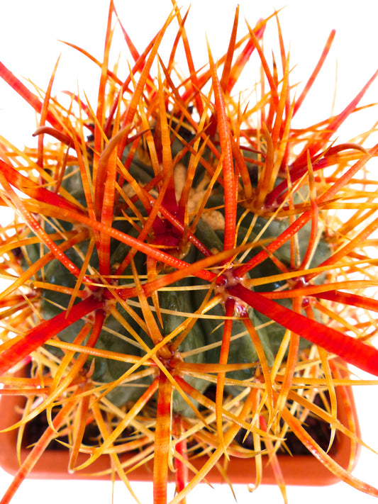 Ferocactus chrysacanthus cactus with dense vibrant red-orange long spines and green ribbed body