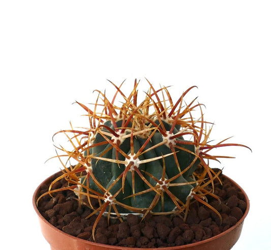 Ferocactus chrysacanthus SELECTED ORANGE SPINES