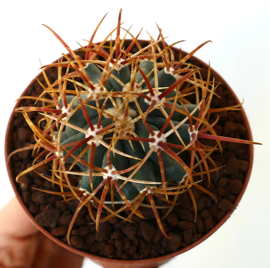 Ferocactus chrysacanthus SELECTED ORANGE SPINES