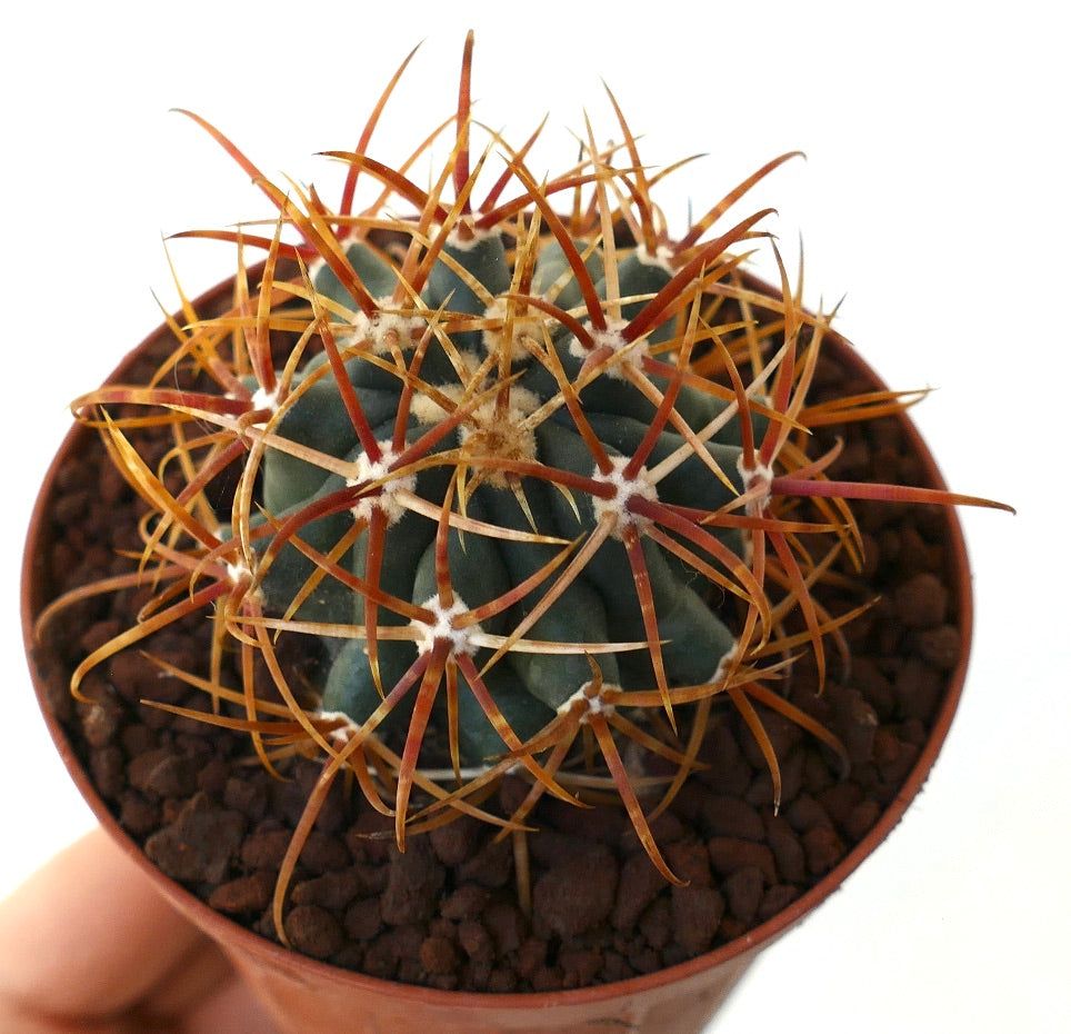 Ferocactus chrysacanthus SELECTED ORANGE SPINES