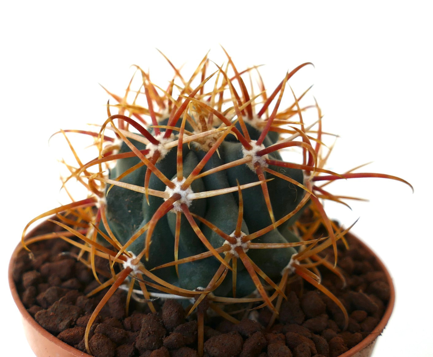 Ferocactus chrysacanthus SELECTED ORANGE SPINES