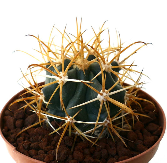 Ferocactus chrysacanthus SELECTED YELLOW