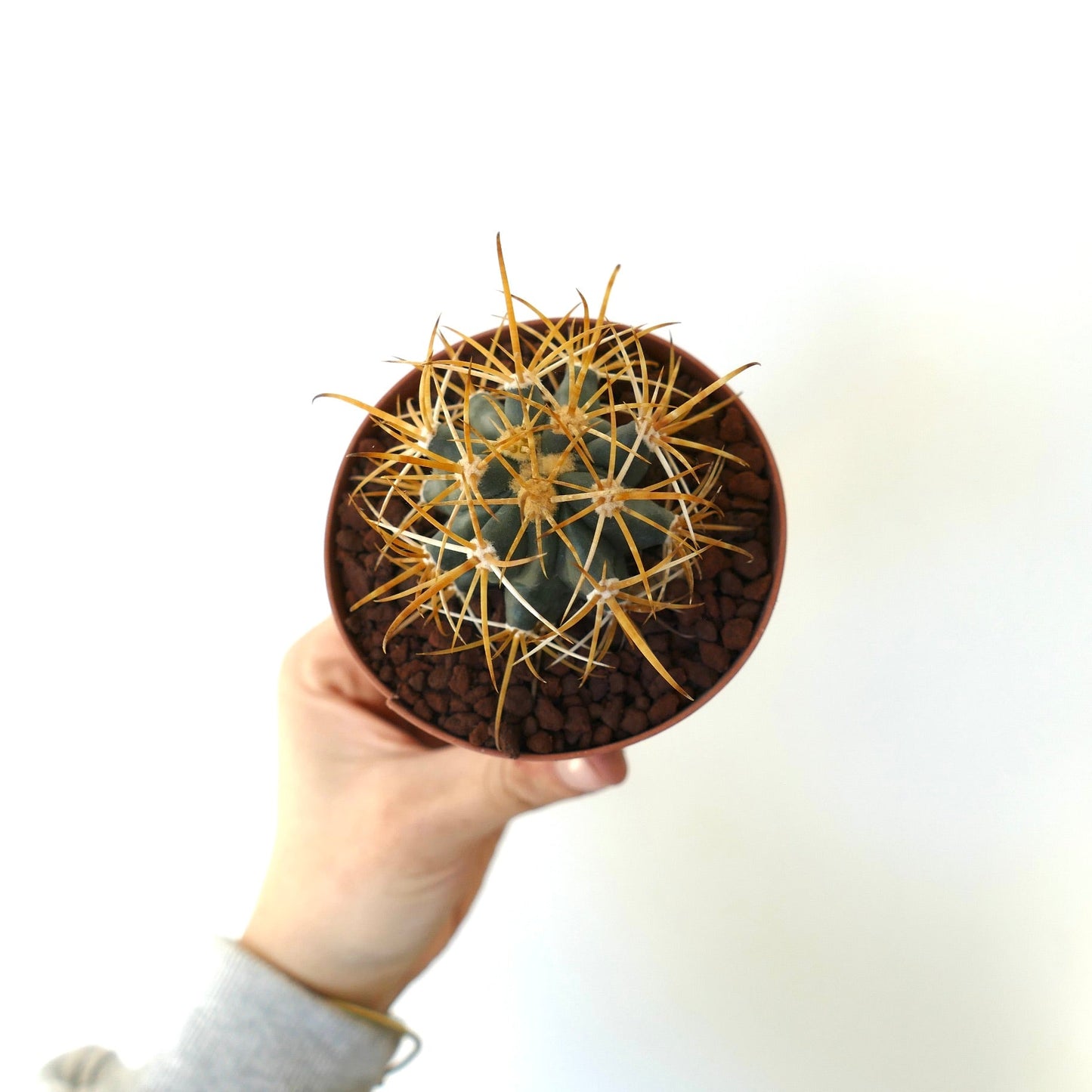 Ferocactus chrysacanthus SELECTED YELLOW