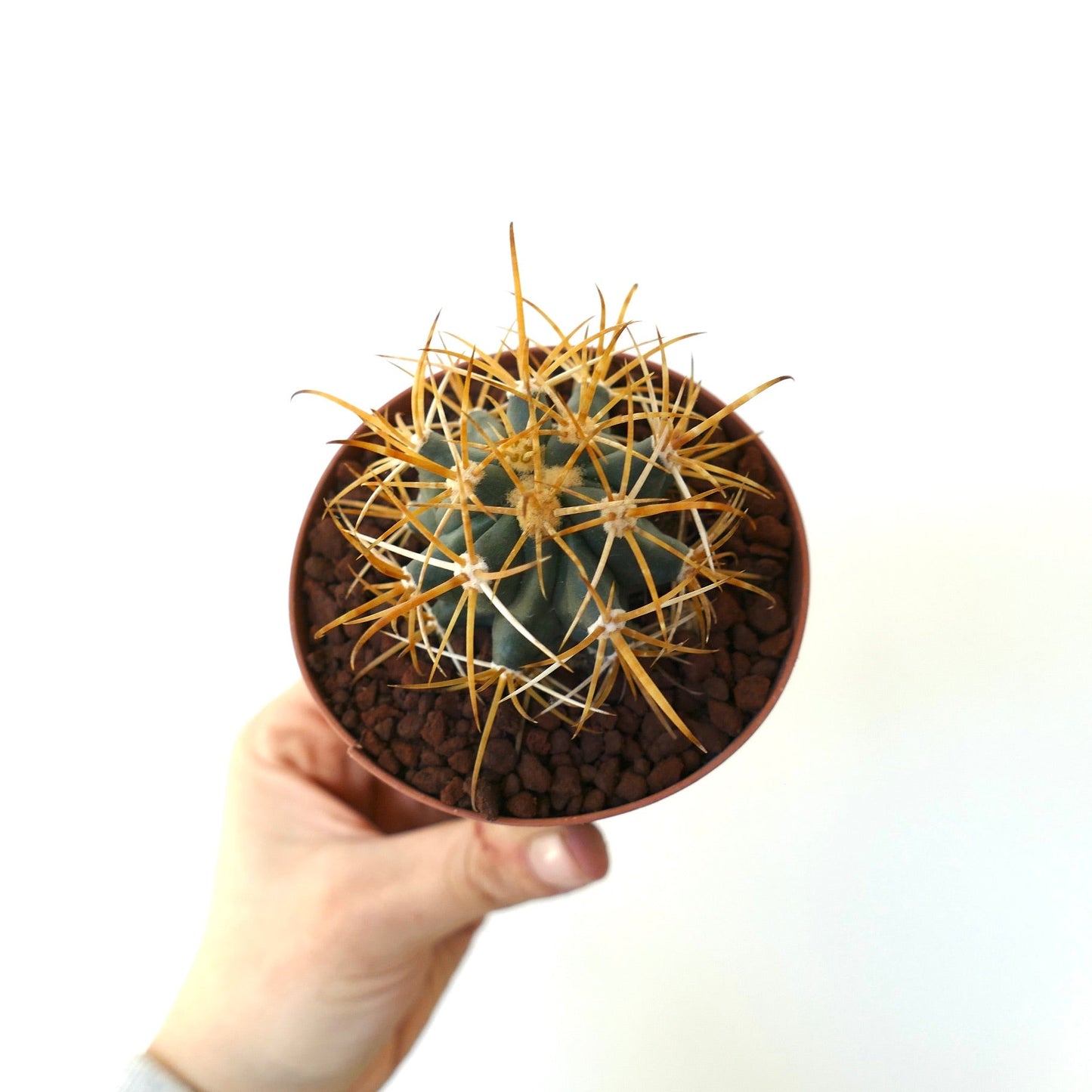 Ferocactus chrysacanthus SELECTED YELLOW