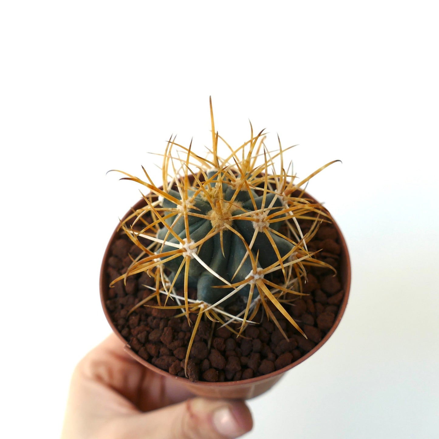 Ferocactus chrysacanthus SELECTED YELLOW