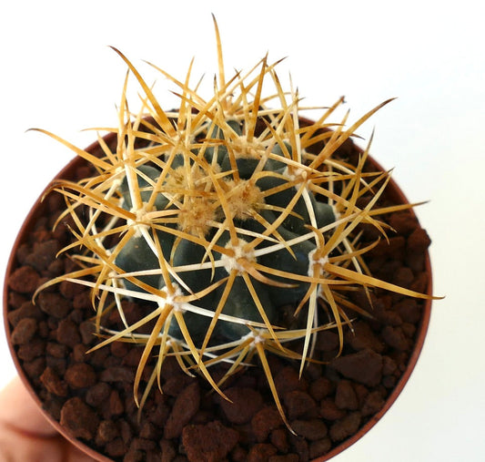 Ferocactus chrysacanthus cactus with long yellow spines in small pot