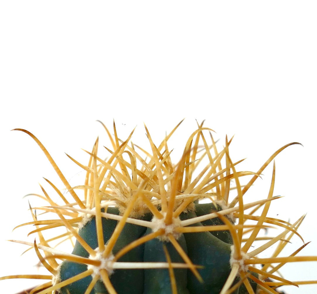 Ferocactus chrysacanthus cactus with dense yellow spines and ribbed green body